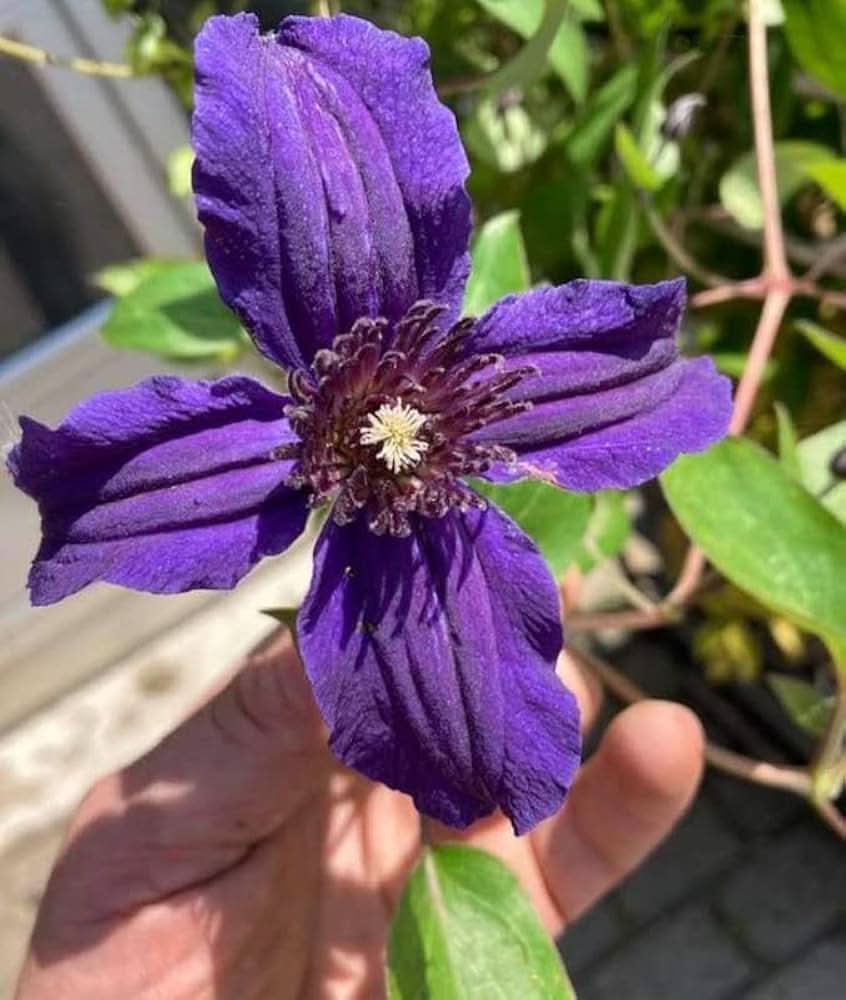 Clematis Florida Thunb Violet Climbing Flowering Seeds For Planting.