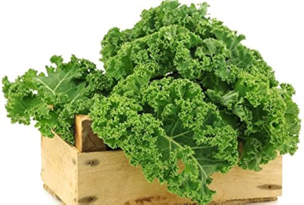 Ethiopian Kale Seeds for Planting Brassica carinata for vegetable patches and home gardens