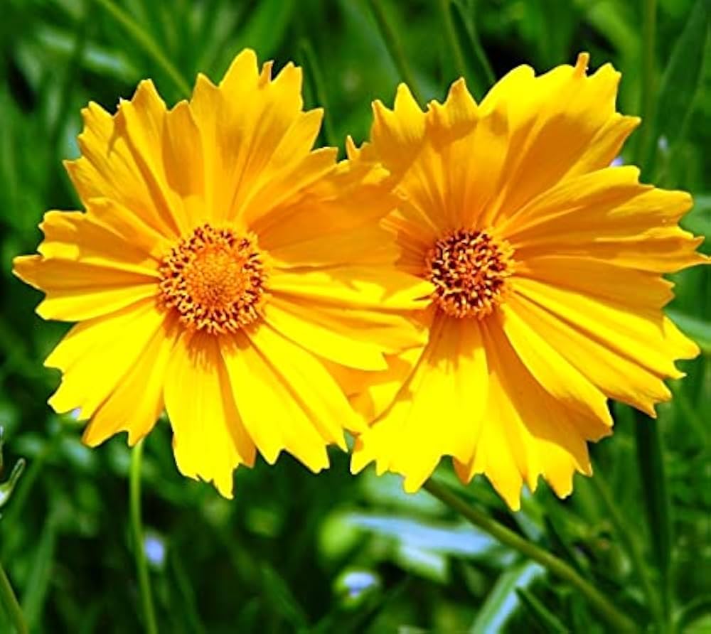 Coreopsis tripteris Tall Tickseed Seeds for Planting Flower Garden Seeds