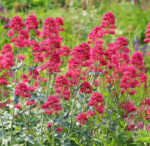 Red Valerian Flower