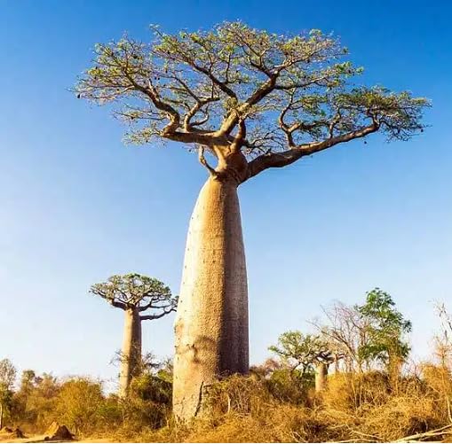 Green Baobab Tree - Heirloom, Non - Gmo Seeds