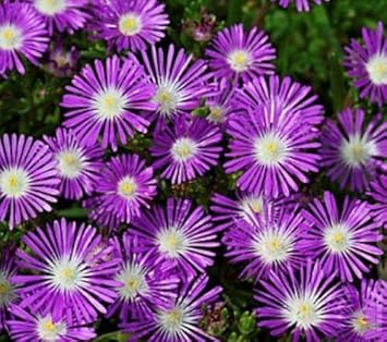 Delosperma Stardust Flower Purple Heirloom Non Gmo Image