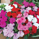 Pink Lizzie Flower Seeds for Planting, 100 seeds for planting in home garden