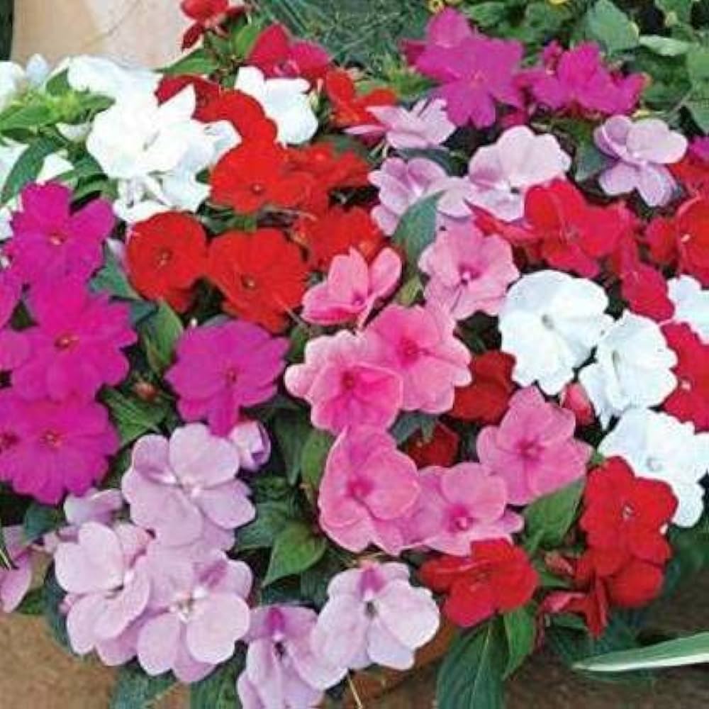 Pink Lizzie Flower Seeds for Planting, 100 seeds for planting in home garden