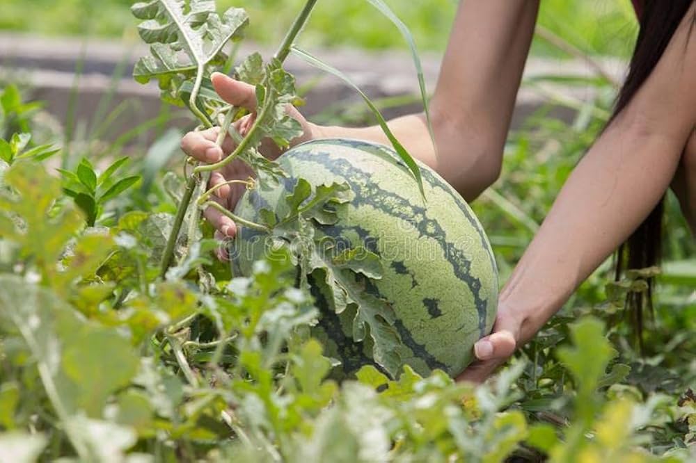 Watermelon Citrullus lanatus seeds for vegetable patch