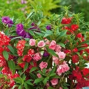 Balsamine Flower Seeds for Indoor & Garden Pots