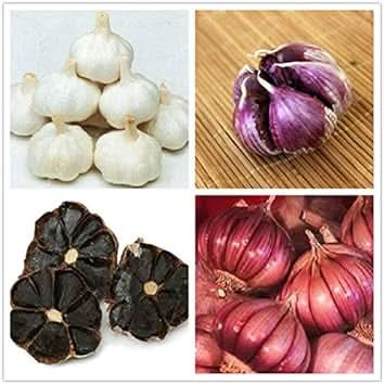 Black Garlic Seeds for Planting Multi-Colour