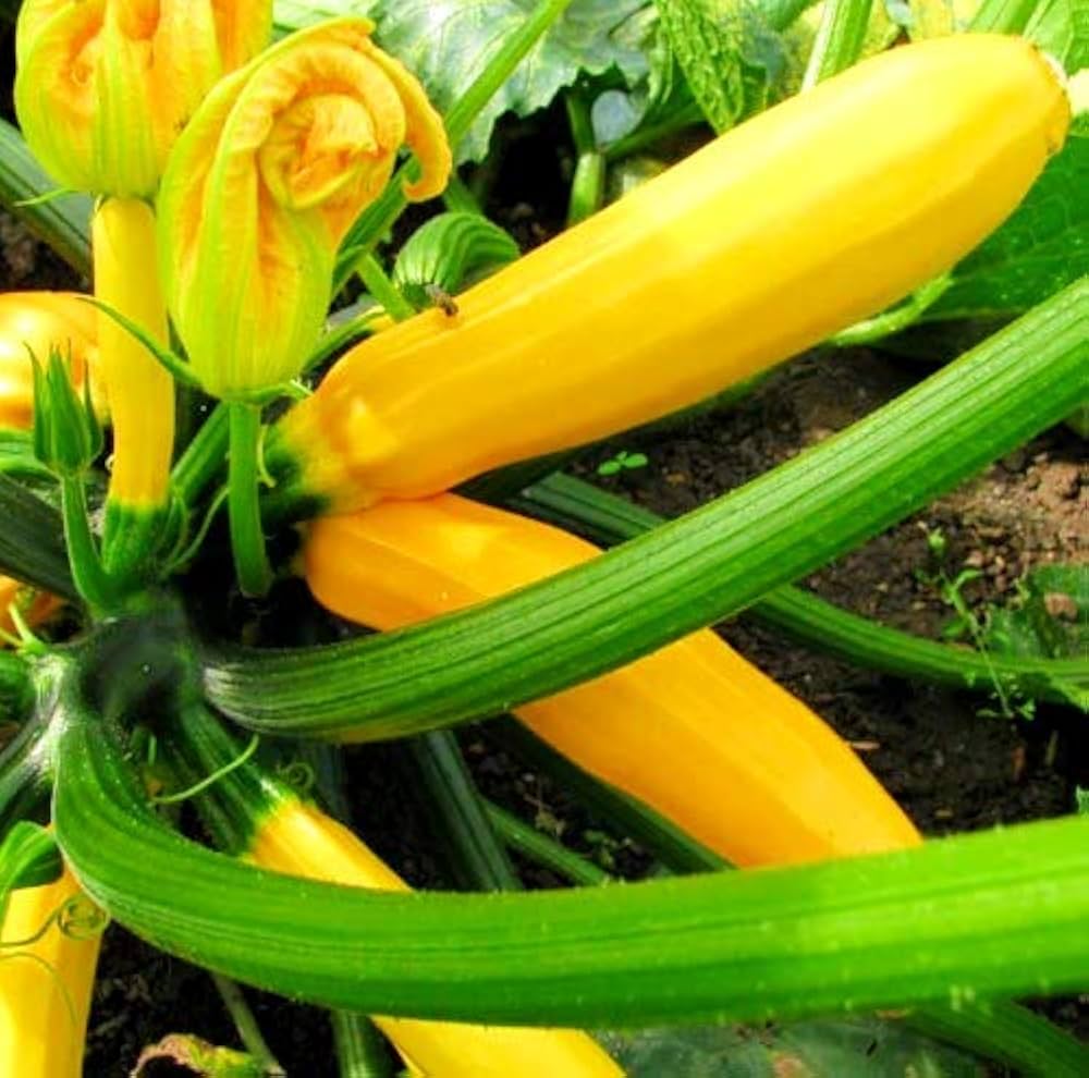 Zucchini Cucurbita Pepo Organic Golden Vegetable Seeds for Planting – Heirloom Variety for Kitchen Garden and Summer Harvest