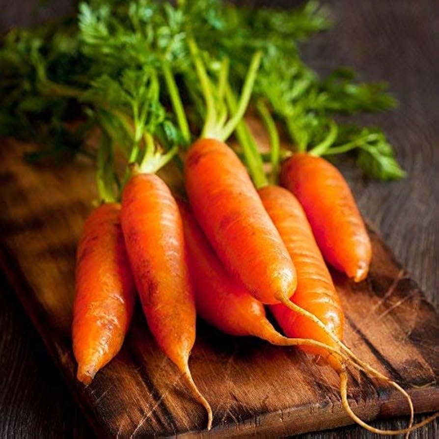 Chantenay Red Cored Carrot Seeds for Planting Heirloom Vegetable Seeds