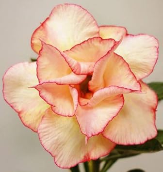 Yellow Adenium Obesum Flower Heirloom Non Gmo Image
