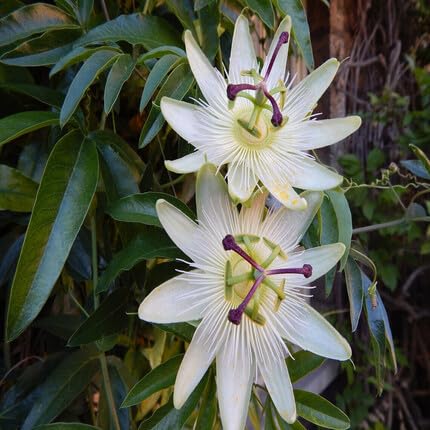 Passiflora Flower White - Heirloom, Non - Gmo Seeds