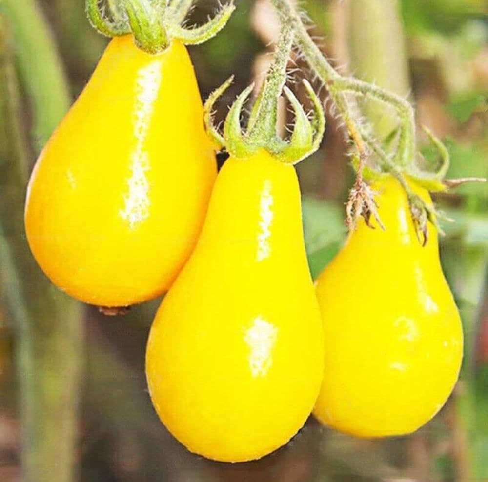 Yellow Pear Tomato (Solanum lycopersicum) for planting in vegetable gardens