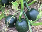 Gem Squash Cucurbita pepo seeds for planting in vegetable patch