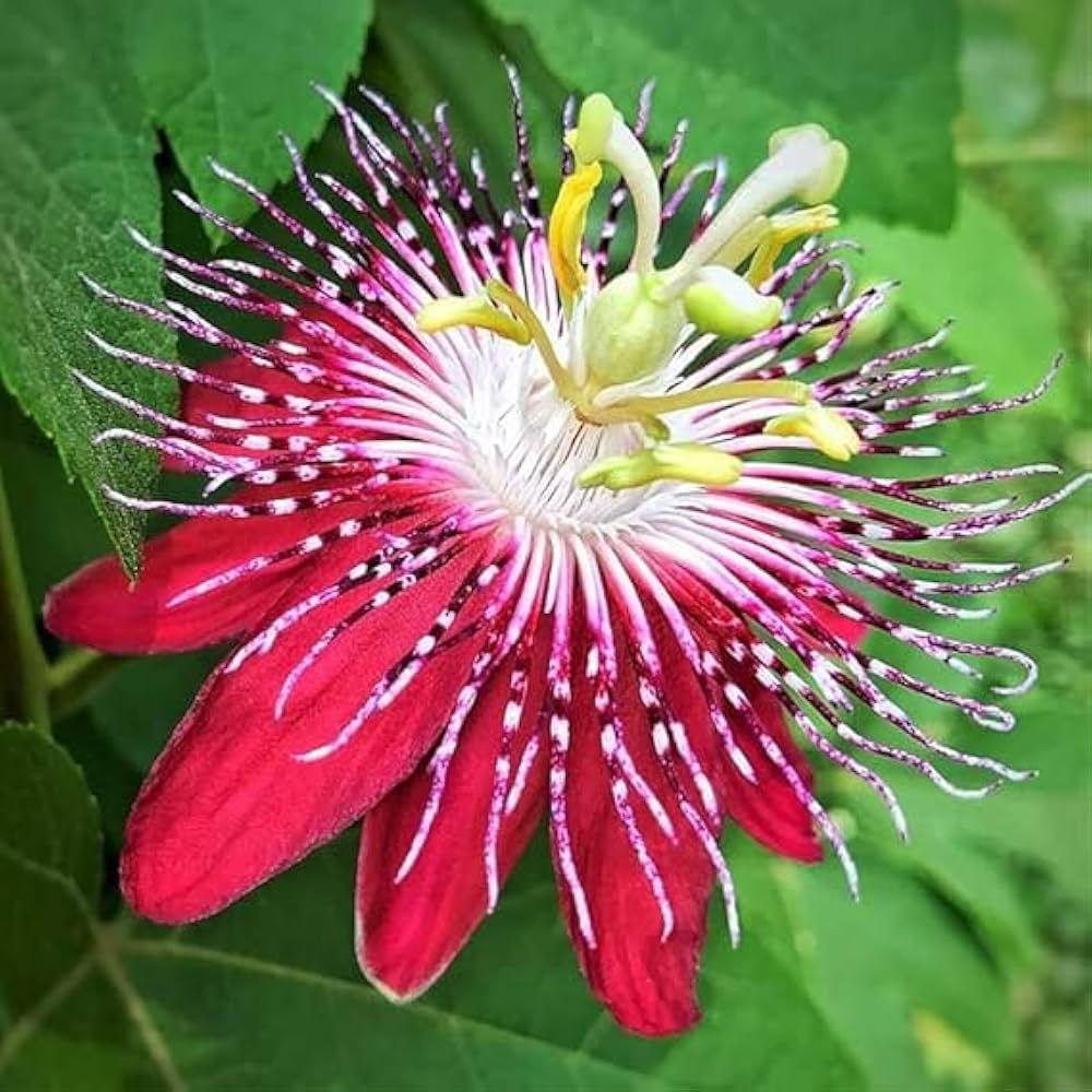 Organic Heirloom Red Passion Flower Seeds – Non-GMO Exotic Climbing Seeds for Planting for planting in your garden.