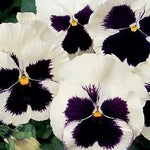Pansy Flower Seeds in White Black for Garden - 100 pcs for planting in your garden.