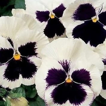 Pansy Flower Seeds in White Black for Garden - 100 pcs for planting in your garden.