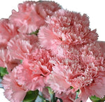 Rare Carnation Dianthus caryophyllus Seeds for planting in flower bed