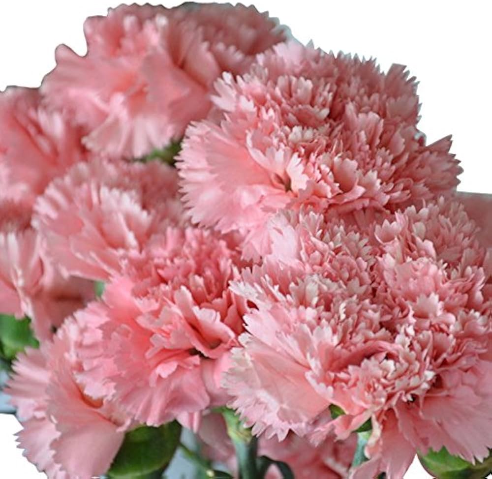 Rare Carnation Dianthus caryophyllus Seeds for planting in flower bed