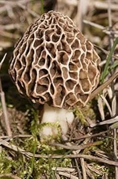 Morel Mushroom Seeds for Planting, Brown