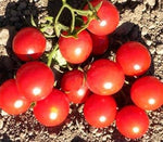Red Tomato Heirloom Non Gmo Image