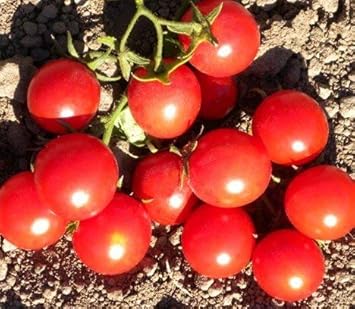 Red Tomato Heirloom Non Gmo Image