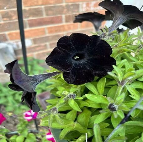 Black Petunia Flower - Heirloom, Non - Gmo Seeds