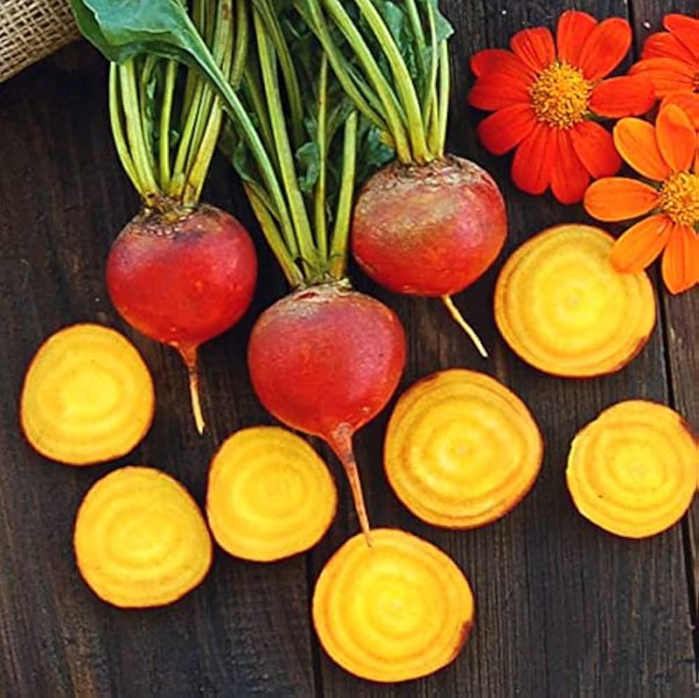 Touchstone Gold Beet – Beta vulgaris – for planting in vegetable patch