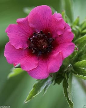Miss (Miss scientific name) for planting in garden