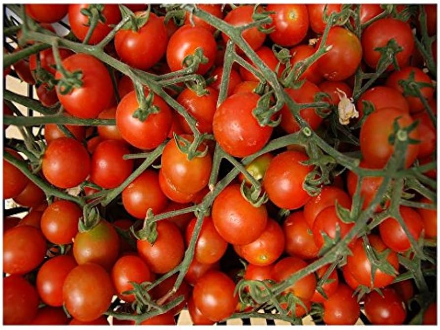 Sweetie tomato seeds heirloom cherry non-GMO for planting