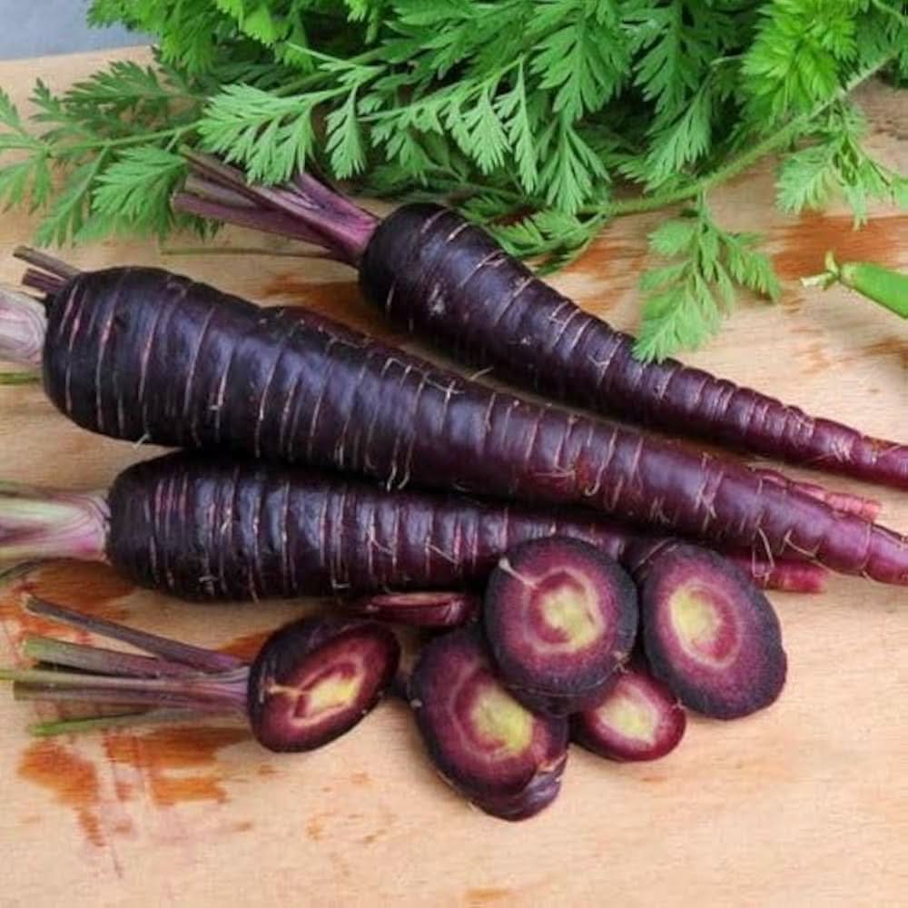 Purple Carrot Daucus Carota vegetable seeds for planting in kitchen garden and backyard gardening