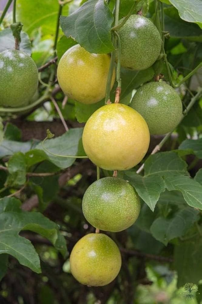 Passion Fruit Seeds Pcs Exotic Edible Green Passiflora Edulis Seeds