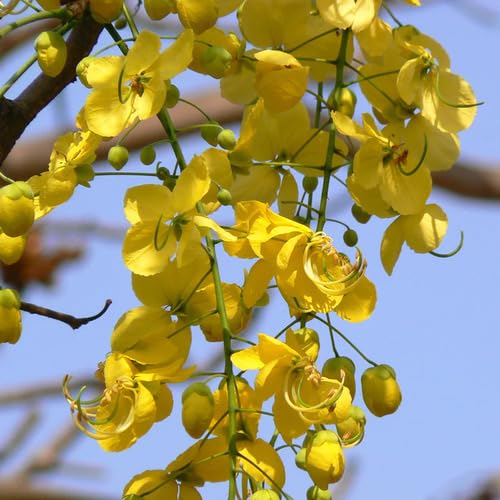 Yellow Cassia Fistula Flower - Heirloom, Non - Gmo Seeds