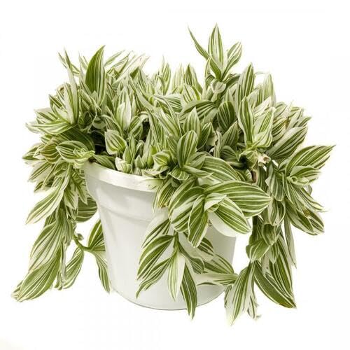 Tradescantia Green White Gardening - Heirloom, Non - Gmo Seeds