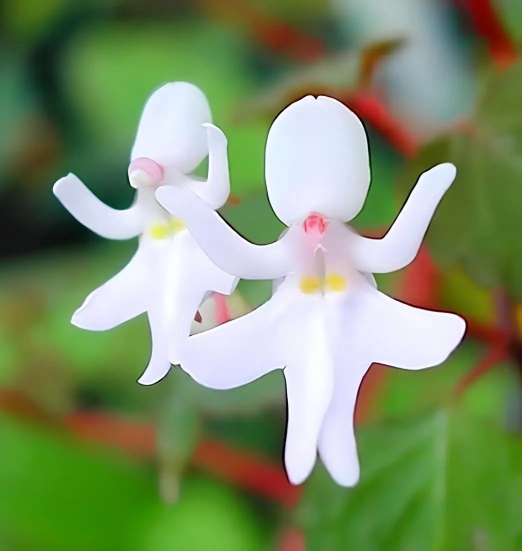 Baby Face Orchid Flower Seeds for Planting, NON GMO Seeds for planting in home garden