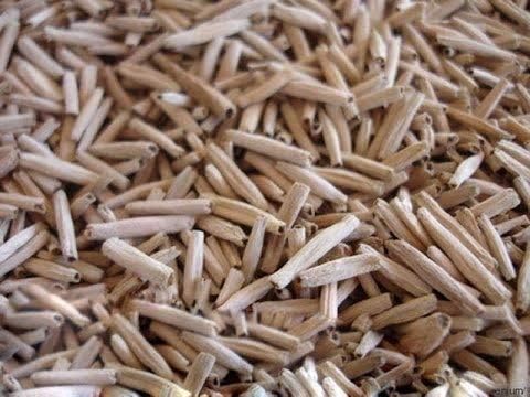 Adenium Obesum Desert Rose Doungdee B102 Garden Flower Seeds