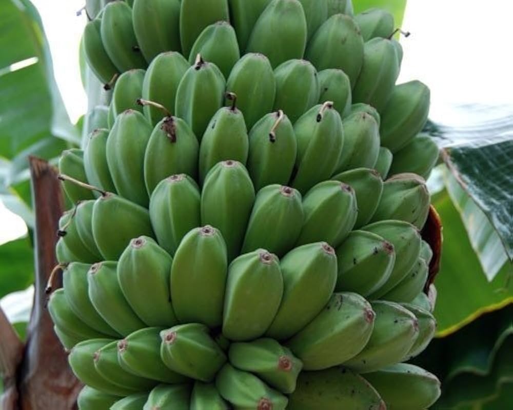 Darjeeling Banana Seeds for Planting Musa acuminata for tropical gardens and edible landscapes