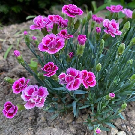 Pink Carnation Flower