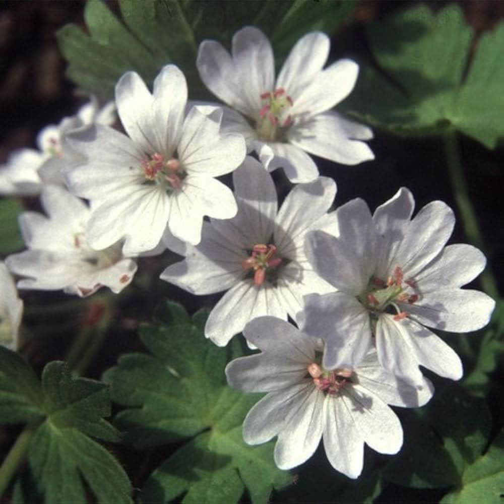 Geranium pyrenaicum seeds for planting – perennial flowering plant seeds with purple to violet blooms, suitable for gardens, borders, and wildflower meadows