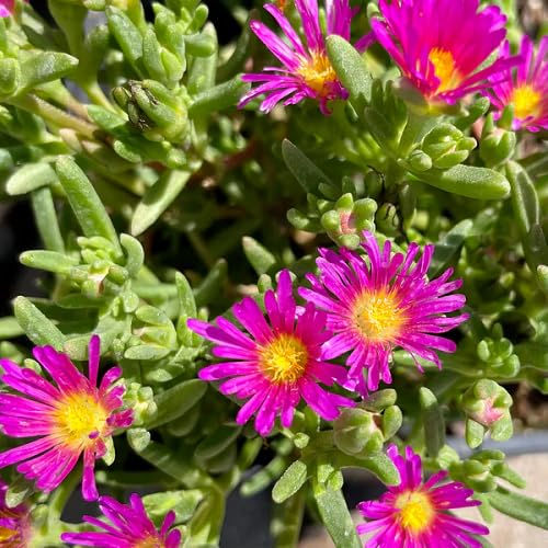 Pink Delosperma Flower - Heirloom, Non - Gmo Seeds