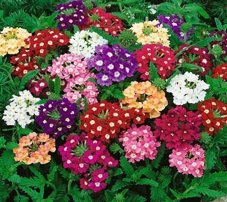 Verbena Flower - Heirloom, Non - Gmo Seeds