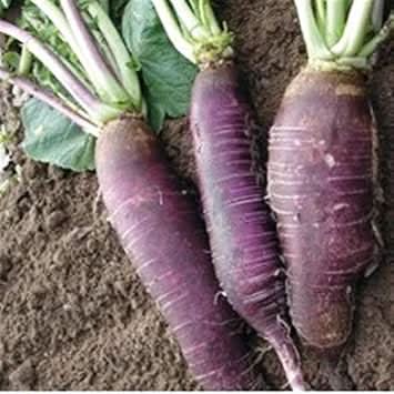 Radish Seeds for Planting, Violet