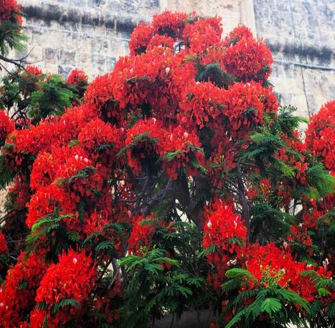 Green Red Flamboyant Tree