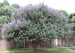 Castus Tree Heirloom Non Gmo Image