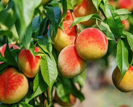 Red Peach Fruit - Heirloom, Non - Gmo Seeds