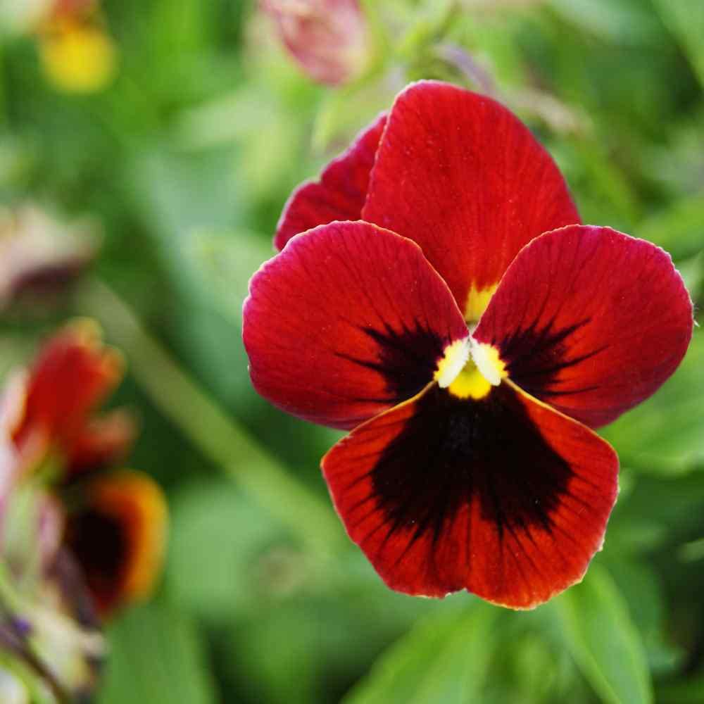 Pansy Semi Delta Pure Rose Flower Seeds