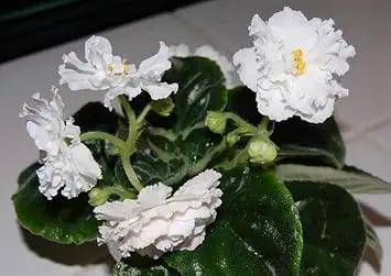 White Saintpaulia Seeds for Planting - 100 Dhara Seeds