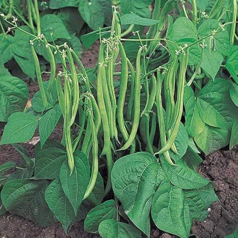 Pole Bean Vegetable Seeds for Planting