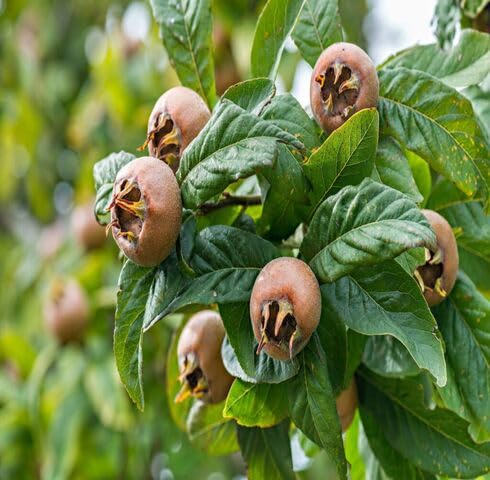 Ps Brown Medlar Fruit - Heirloom, Non - Gmo Seeds