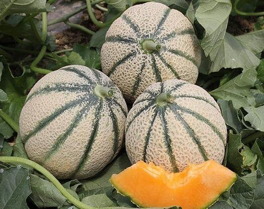 Orange Muskmelon Fruit - Heirloom, Non - Gmo Seeds