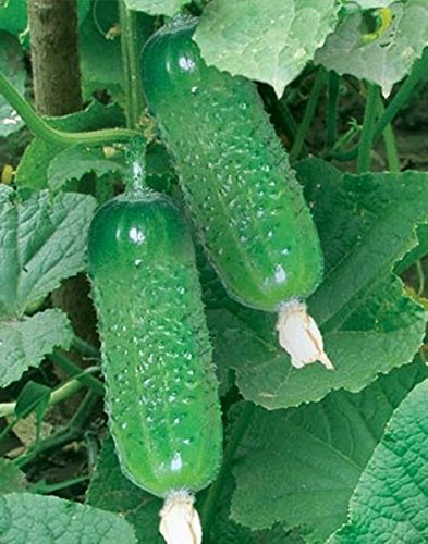 Cucumber Speed Aladin F1 Cucumis sativus vegetable seeds for planting in home garden or greenhouse setup